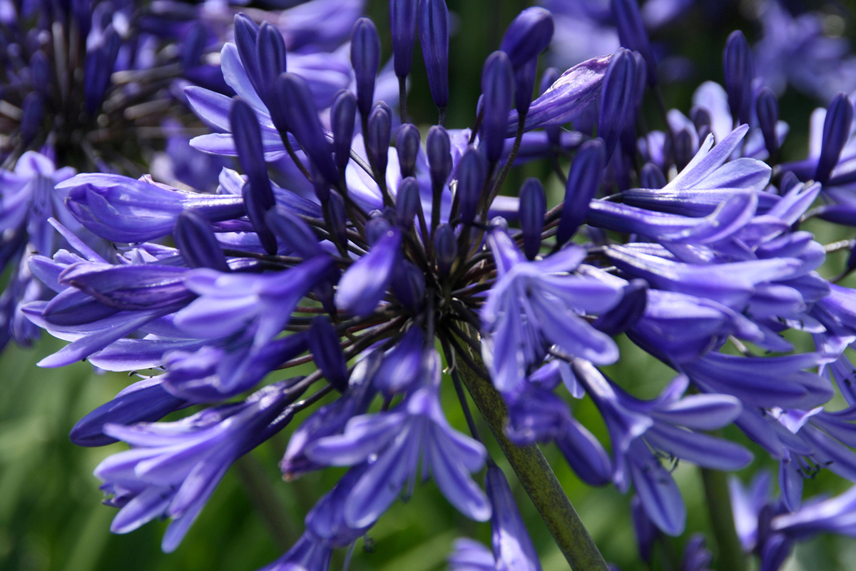 Beth Chatto's agapanthus - Jenny Tucker